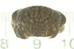 Image of <i>Actaeodes tomentosus</i>