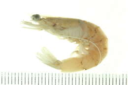 Image of red-spot king prawn