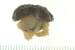 Image of Dromioidea De Haan 1833