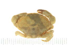 Image of Leptodius A. Milne-Edwards 1863