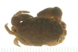 Image of Ozius rugulosus Stimpson 1858