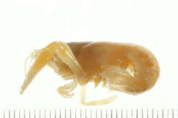 Image of Parastacoidea