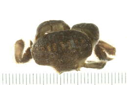 Image of <i>Actaeodes tomentosus</i>