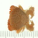 Image of <i>Actaea polyacantha</i>