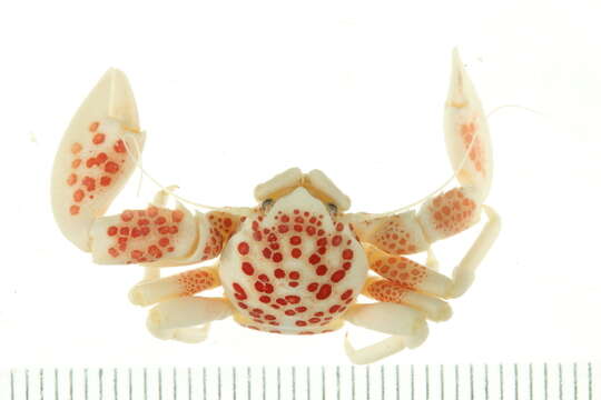 Image of porcelain crabs