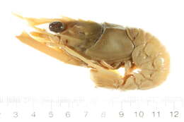 Image of Deep-water Scampi