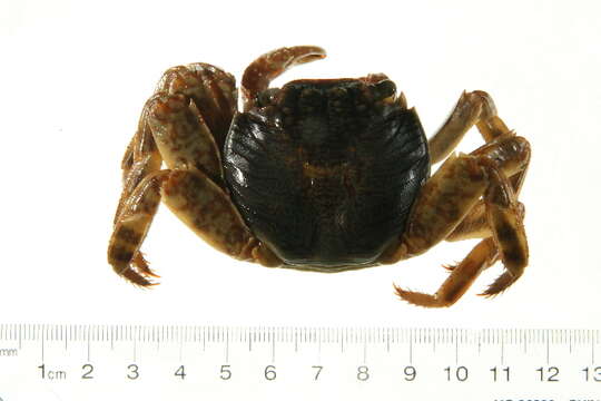 Image of Grapsus