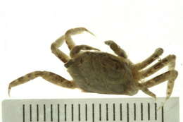 Image of fiddler crabs and ghost crabs