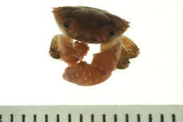 Image of Xanthinae MacLeay 1838