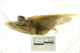Image of eastern king prawn