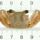 Image of <i>Ocypode cordimanus</i>