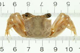 Image of <i>Ocypode cordimanus</i>