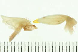 Image of Matutidae De Haan 1835
