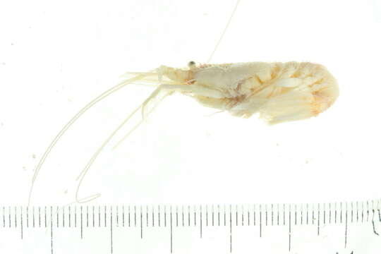 Image of coral shrimps