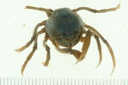 Image of grenadier crabs