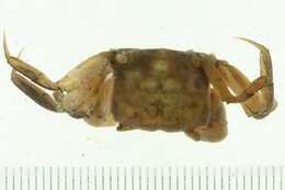 Image of <i>Pseudohelice subquadrata</i>