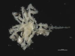 Image of Ascorhynchoidea