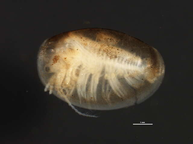 Image of Caenestheriella