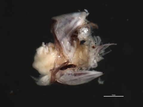 Image of Cantellius