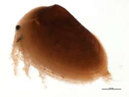 Image of Cyzicidae