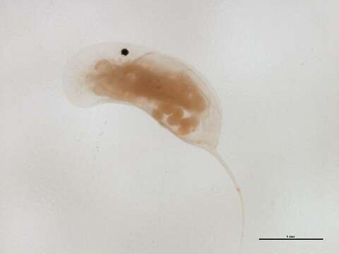 Image of Daphnia (Ctenodaphnia) projecta Hebert 1977