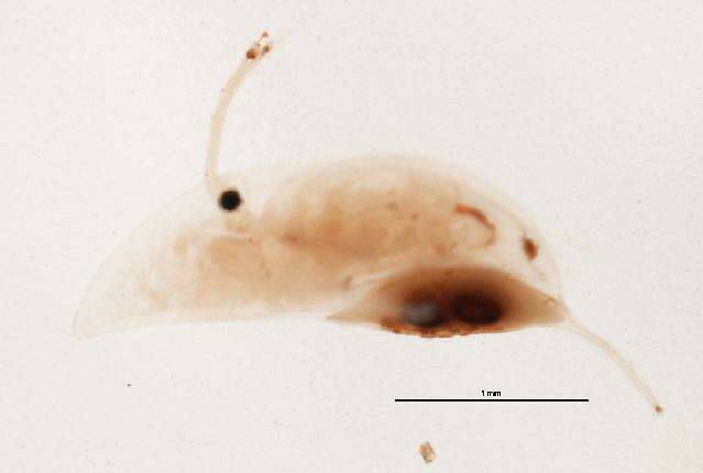 Image of Daphnia (Ctenodaphnia) projecta Hebert 1977