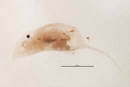 Image of Daphnia (Ctenodaphnia) projecta Hebert 1977