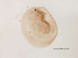 Image of Cyclestheria
