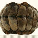 Слика од <i>Acanthopleura gaimardi</i>