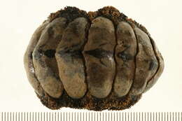 Image of <i>Acanthopleura gaimardi</i>