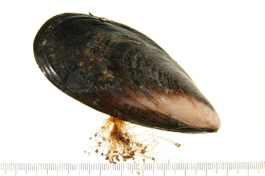 Image of black musculus