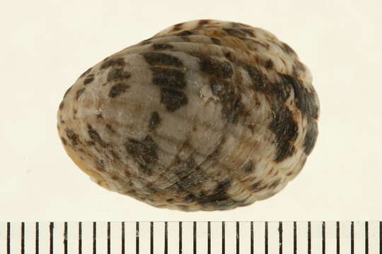 Image of blotched nerite