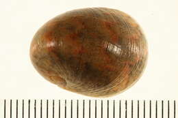 Image of Nerita erythrostoma Eichhorst & Neville 2004