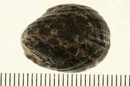 Image of blotched nerite