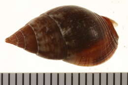 Image of nassa mud snails