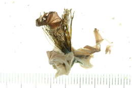 Image of Pterioida