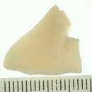 Image of Plebidonax