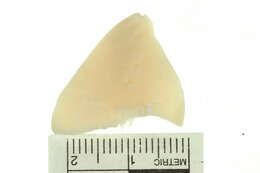 Image of Plebidonax