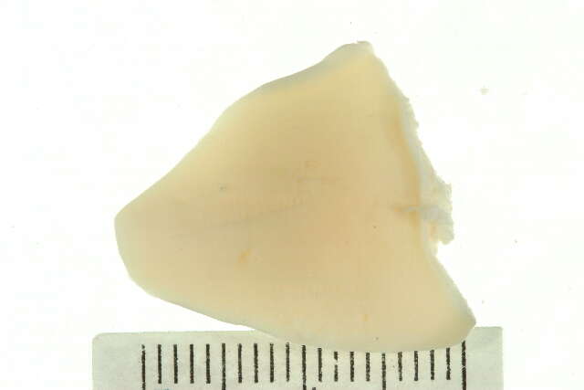 Image of Plebidonax