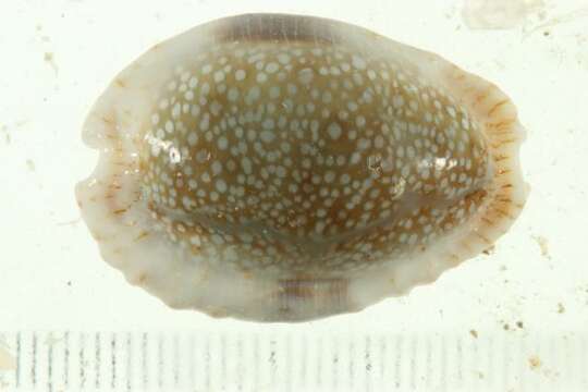 صورة Cypraea erosa