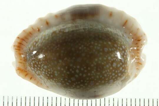 صورة Cypraea erosa