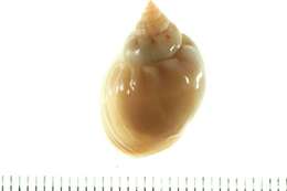 Image of nassa mud snails