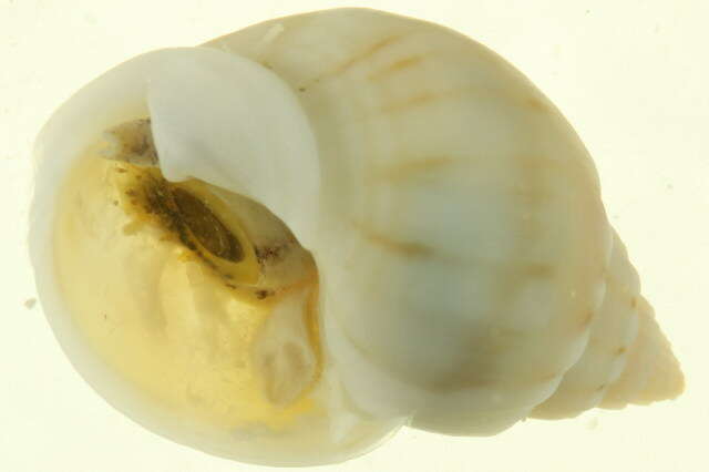 Image of nassa mud snails