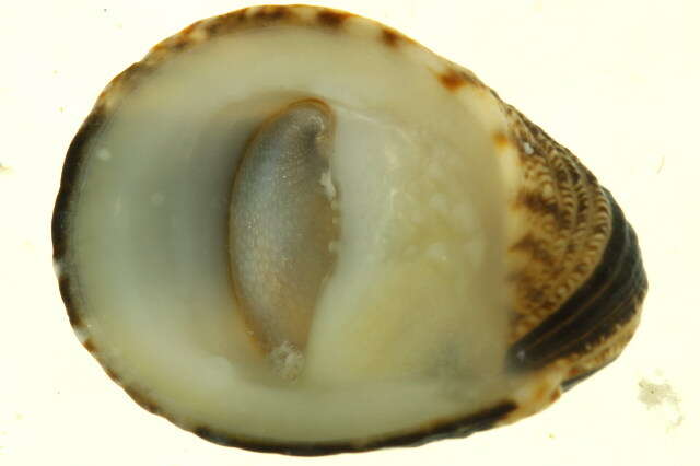 Image of blotched nerite