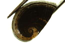 Image of blotched nerite