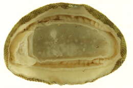 Image of chitons