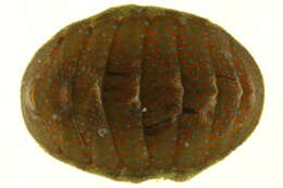 Image of chitons