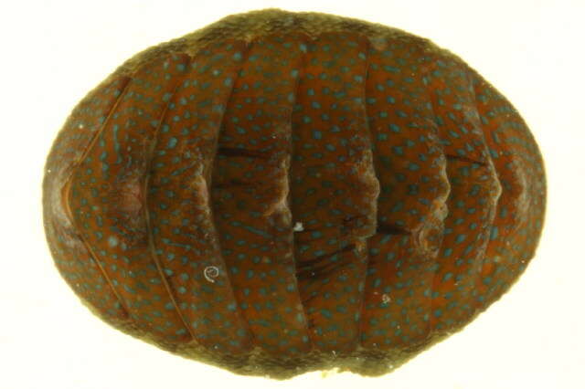 Image of chitons