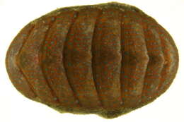 Image of chitons