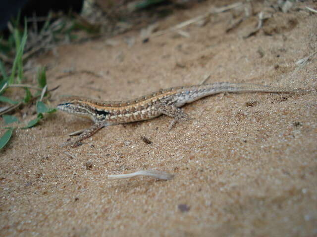 Image of Bibron's Tree Iguana